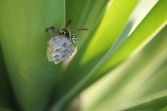 Polistes mongolicus