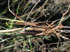 Pogonarthria squarrosa