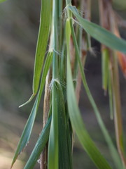 Pogonarthria squarrosa