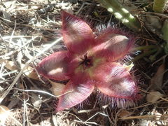 Stapelia hirsuta