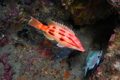 Bodianus unimaculatus