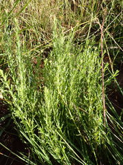 Osteospermum muricatum