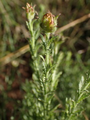Osteospermum muricatum