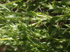 Osteospermum muricatum