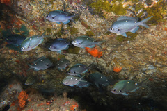 Chromis dispila