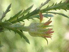Osteospermum muricatum