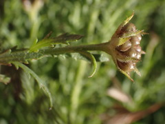 Osteospermum muricatum