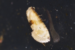 Eupoecilia
