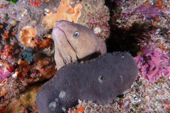 Gymnothorax nubilus
