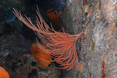 Perissogorgia vitrea