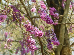Millettia