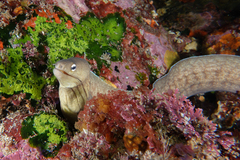 Gymnothorax nubilus