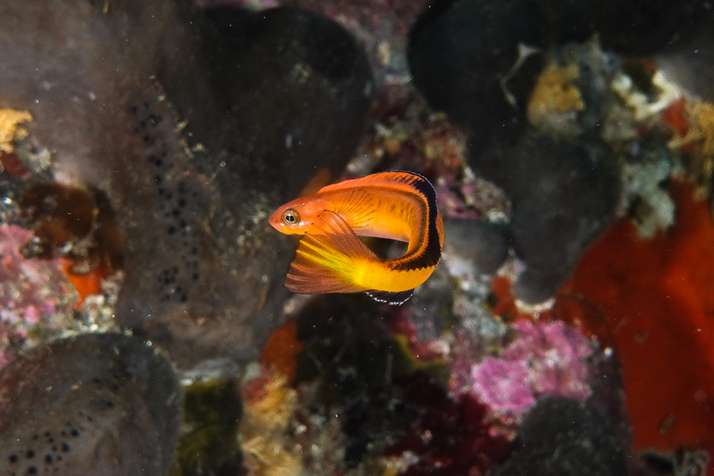 Piano fangblenny (Plagiotremus tapeinosoma) — Blenniidae