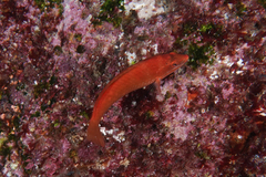 Pseudolabrus luculentus