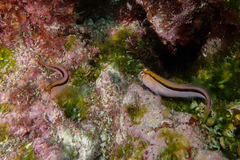 Parablennius laticlavius