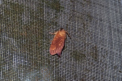 Dendrolimus okinawanus