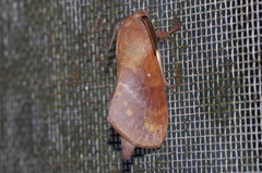 Dendrolimus okinawanus