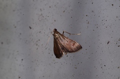 Endotricha theonalis