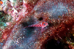Notoclinops segmentatus