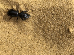 Scarites bucida