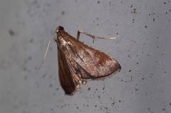 Endotricha theonalis