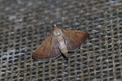 Endotricha theonalis