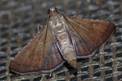 Endotricha theonalis