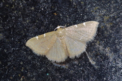 Enispa bimaculata