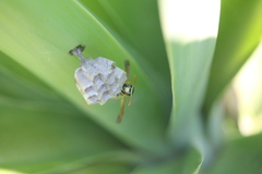 Polistes mongolicus