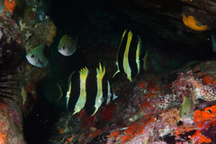 Amphichaetodon howensis