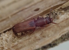 Leptophloeus clematidis