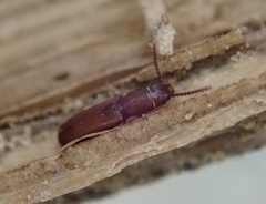 Leptophloeus clematidis