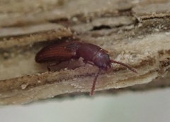 Leptophloeus clematidis