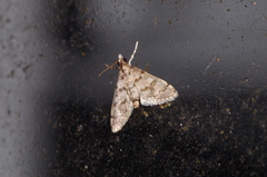 Dolicharthria bruguieralis