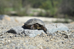 Actinemys marmorata pallida