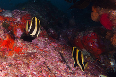 Amphichaetodon howensis