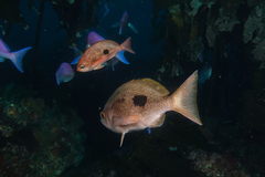 Caesioperca lepidoptera