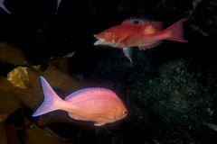 Bodianus unimaculatus
