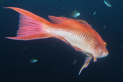 Bodianus unimaculatus