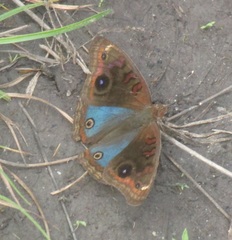 Junonia evarete