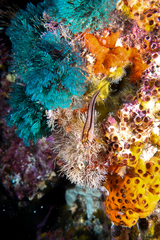 Parablennius laticlavius