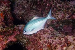 Scorpis violacea