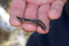 Arthurdendyus triangulatus