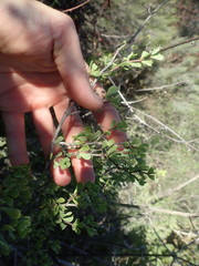 Roepera lichtensteiniana