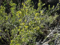 Roepera lichtensteiniana