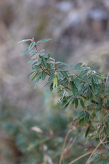 Correa glabra leucoclada