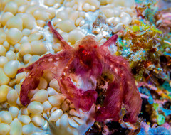 Achaeus japonicus