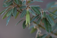 Correa glabra leucoclada