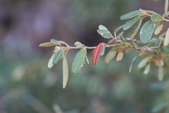 Correa glabra leucoclada