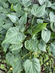 Alocasia cucullata